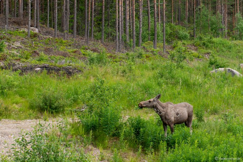 Eurasian Elk / Moose (Alces alces)