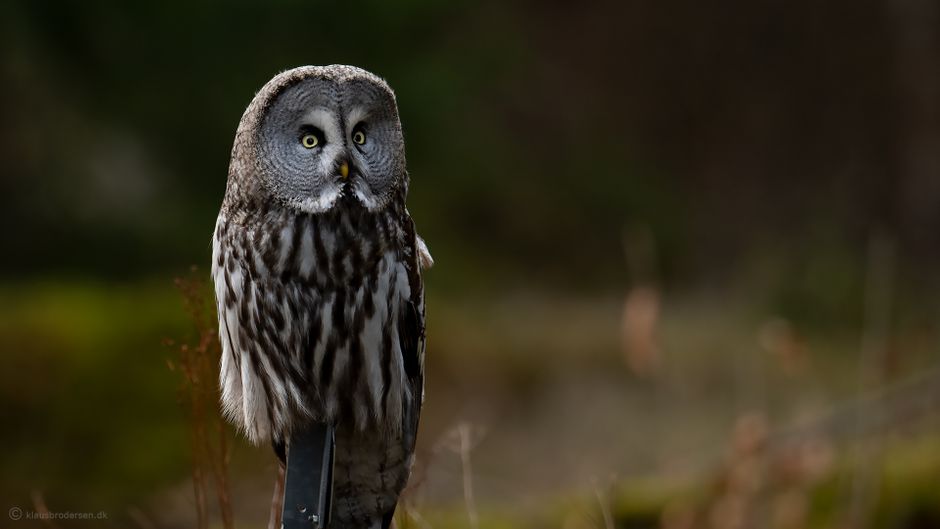 Great Grey Owl. February 2020. Småland, Sweden.