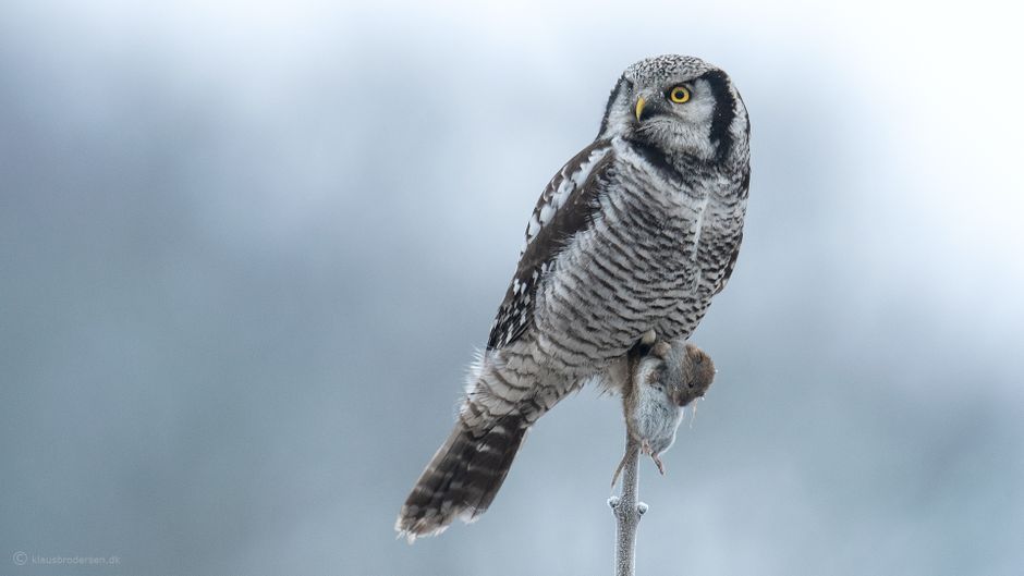 Hawk owl, Denmark, December 2022. Click for more.