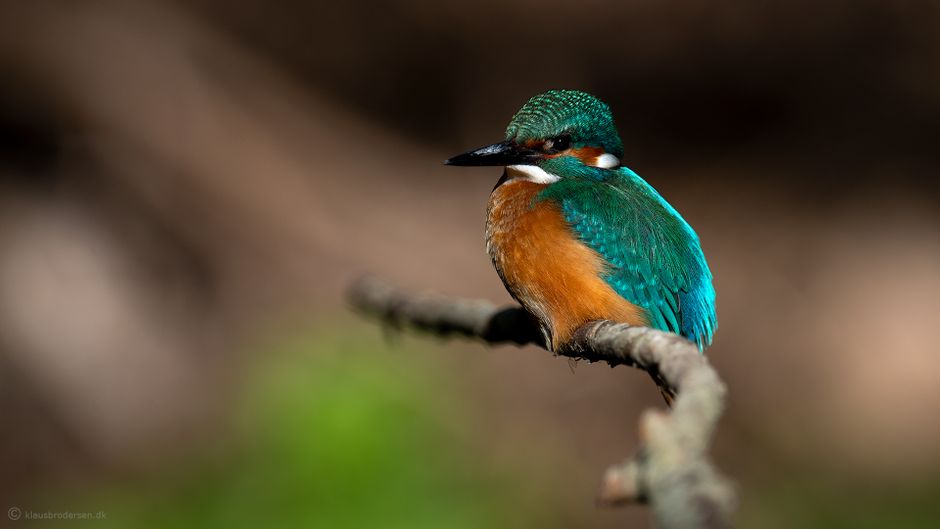 Kingfisher. Sjælland, Denmark. May 2022. Click for more.