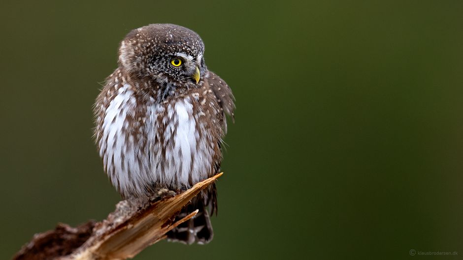 Pygmy owl. Småland, Sweden. March 2022. Click for more.