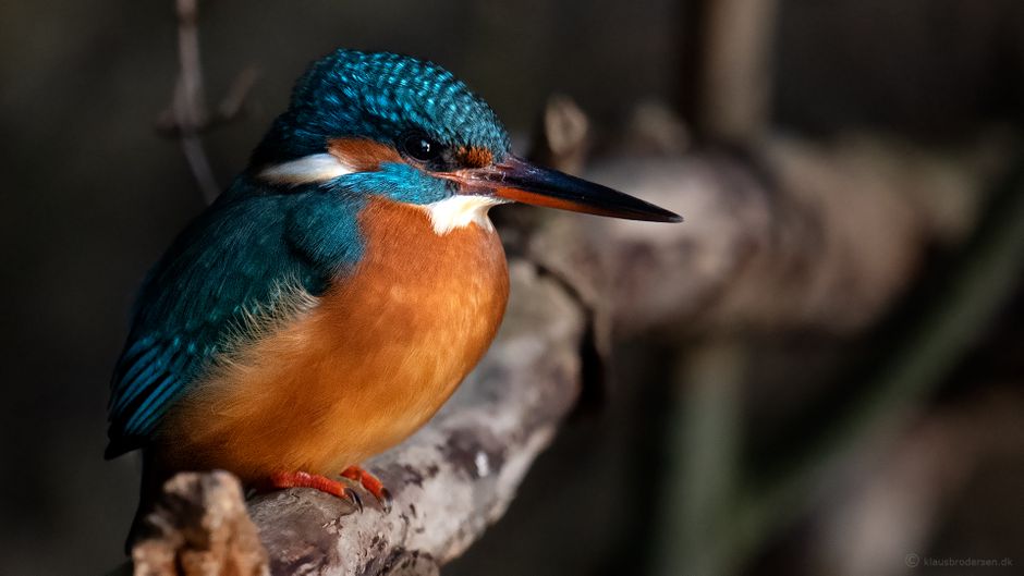 Common Kingfisher. January 2021, Denmark.
