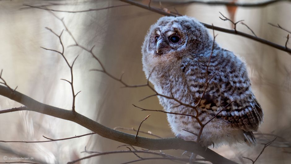 Tawny Owl. April 2020. Denmark.