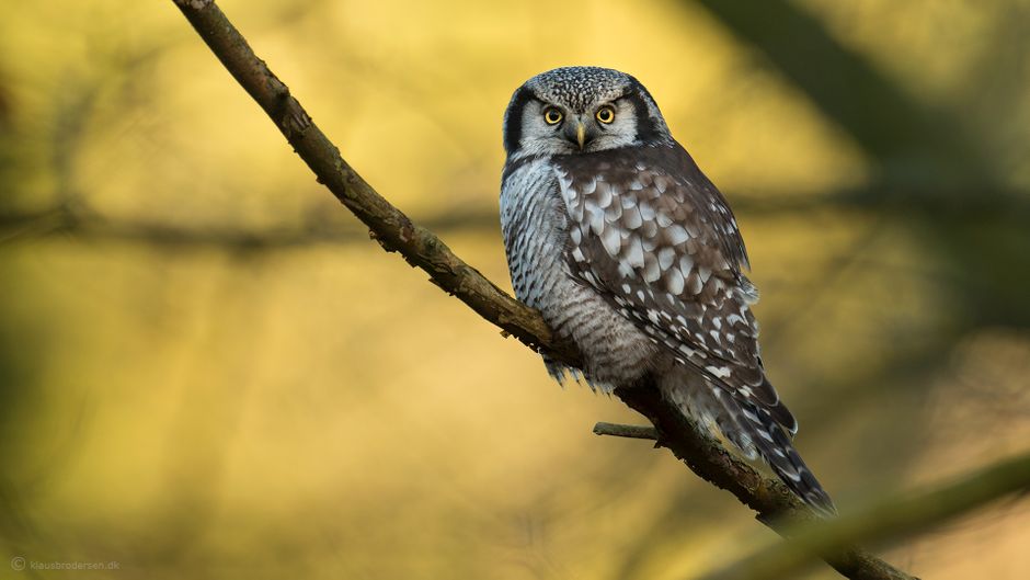 Hawk Owl. January 2020. Denmark. Click for Hawk Owl on Flickr.